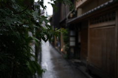 雨の先斗町
