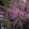 紅枝垂れ桜満開