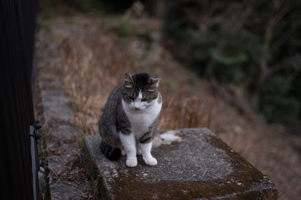 伏見稲荷の猫　2