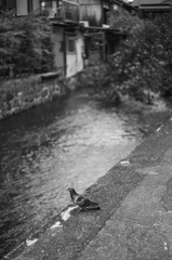 川辺のポッポちゃん