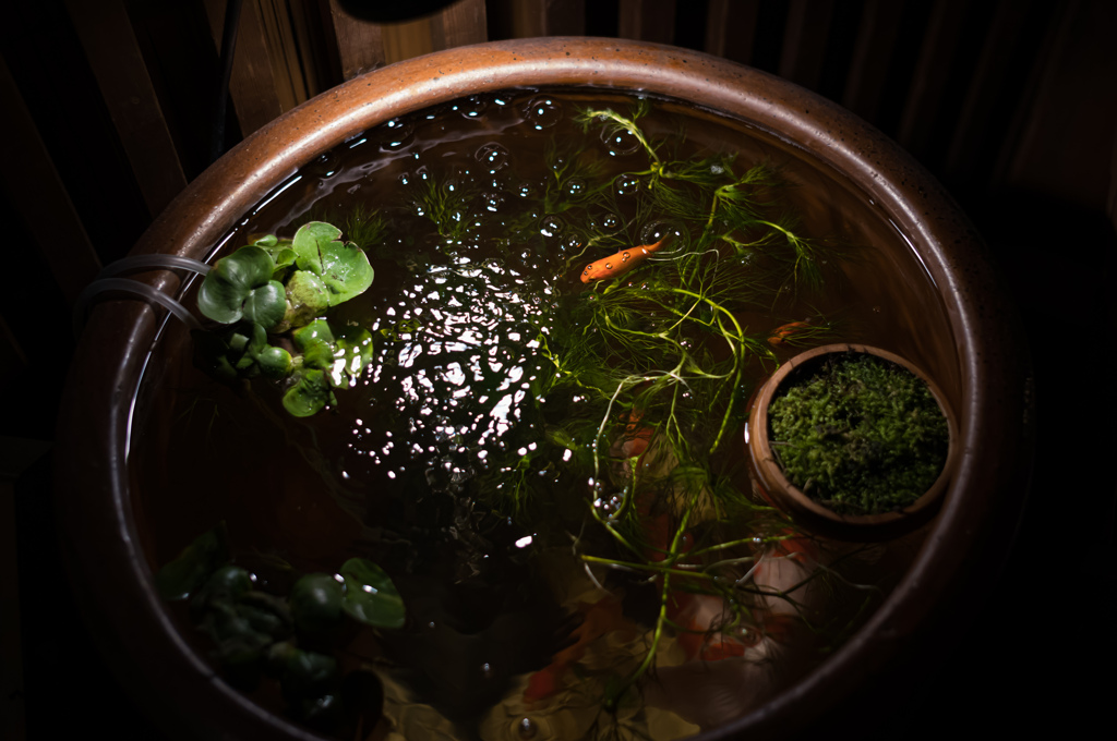 いつもの金魚鉢