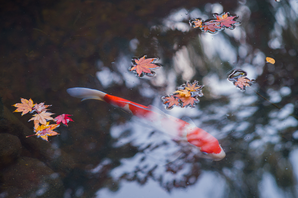 京都天授庵　紅葉と鯉7