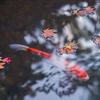 京都天授庵　紅葉と鯉7