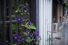 紫花