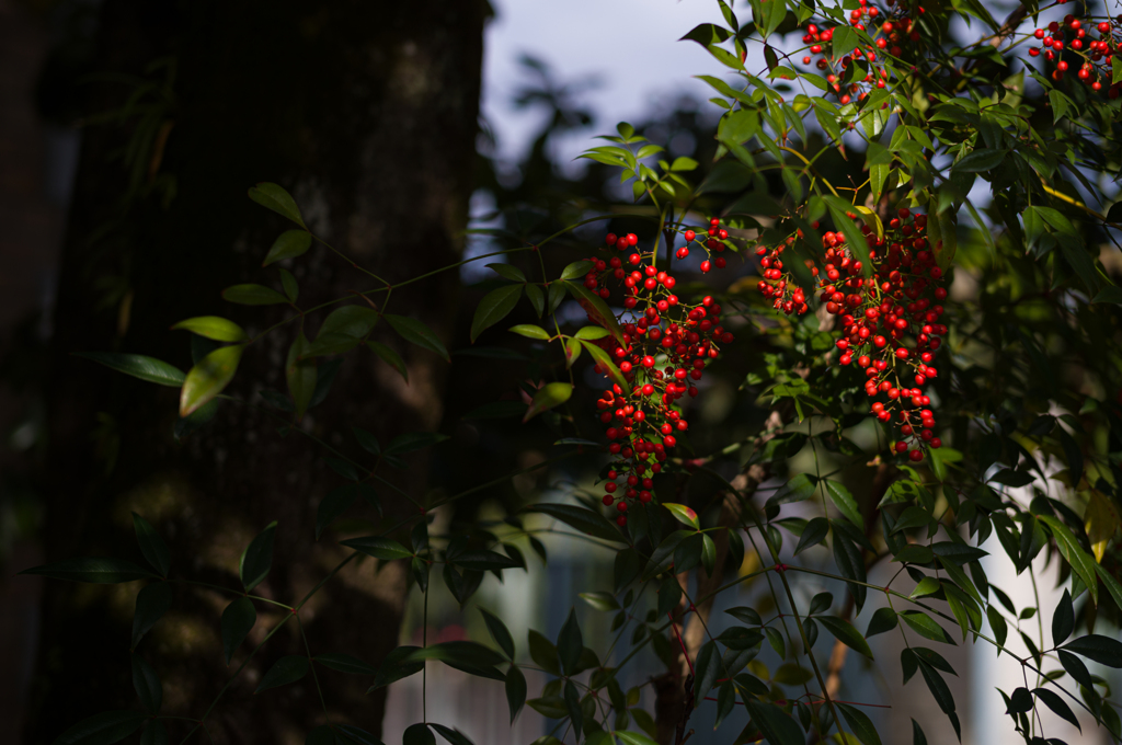 赤い実
