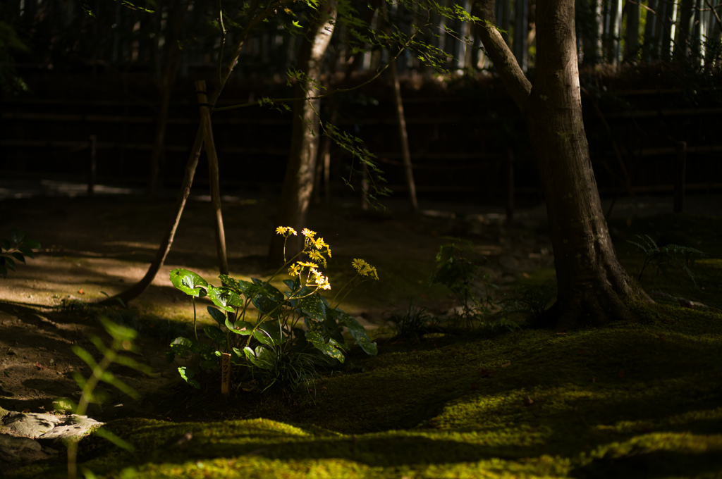 京都祇王寺　22