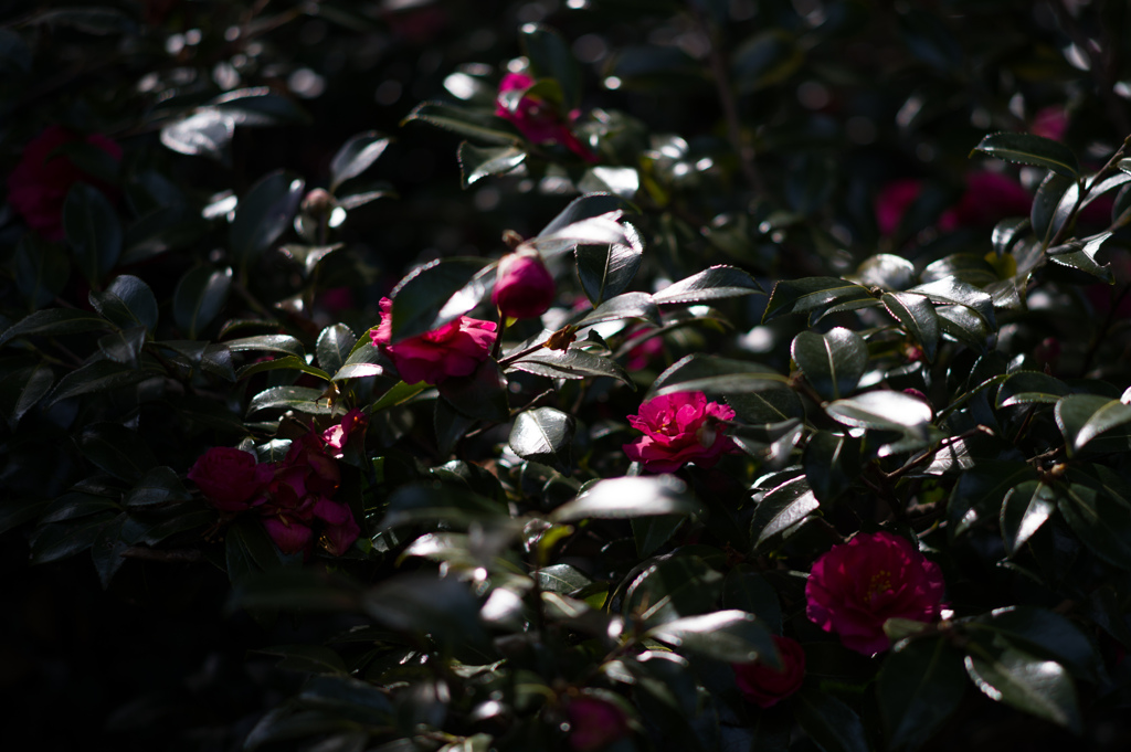 京都植物園　1