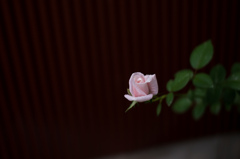 雨明けの薔薇