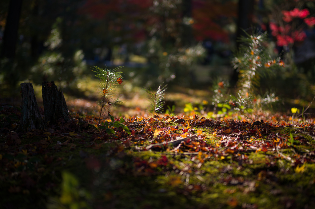 京都南禅寺　紅葉19