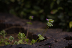 ピンクの花