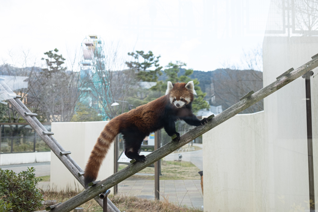 レッサーパンダ　3