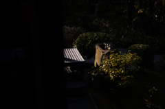 京都妙心寺　退蔵院　7