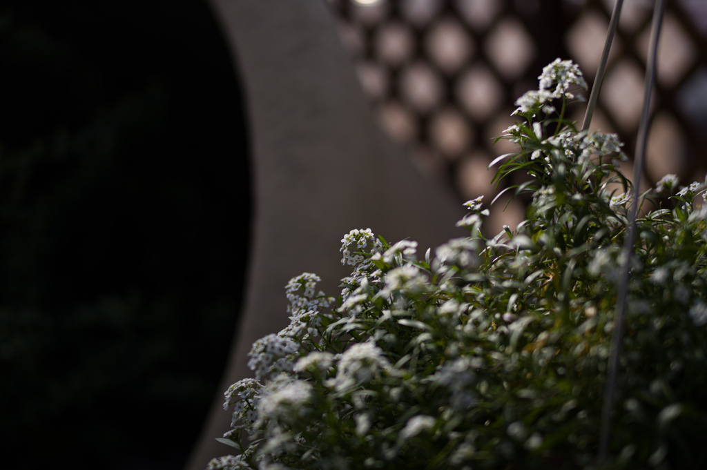 京都植物園　15