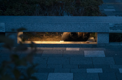 ニャンコの集い