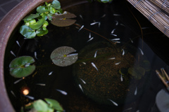 奈良散歩　脇道で