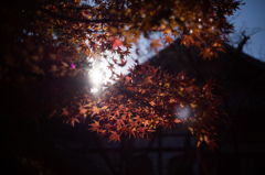 紅葉日