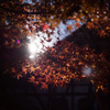 紅葉日