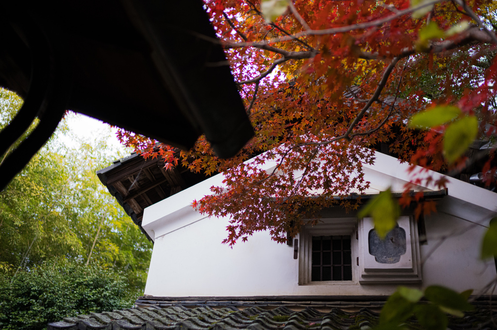 詩仙堂　紅葉　5