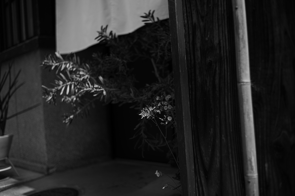 入口の花