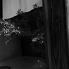 入口の花