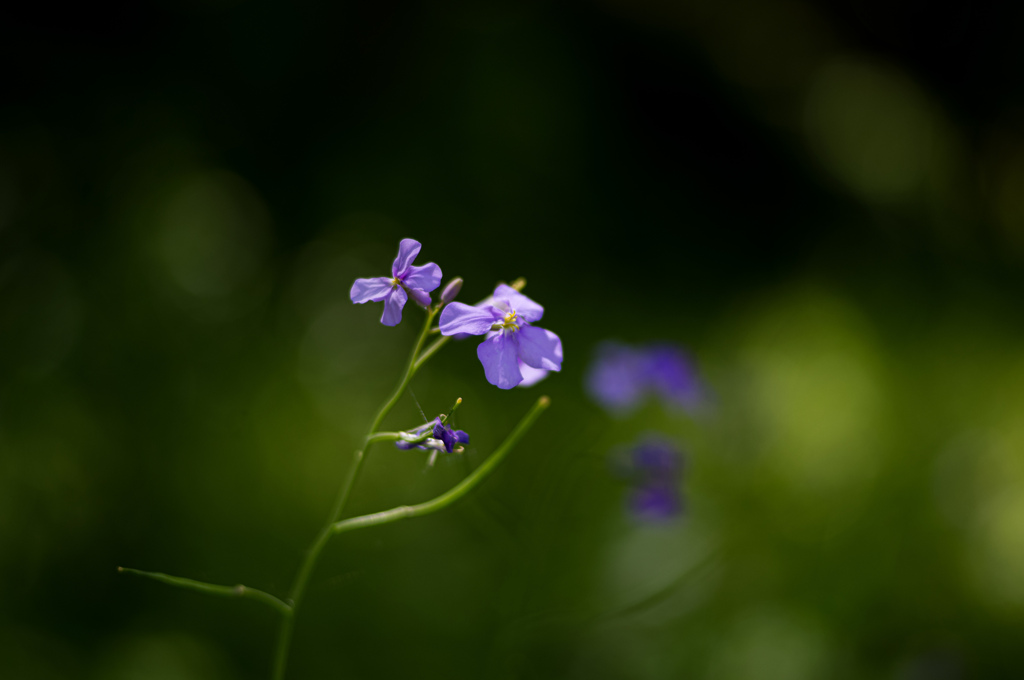 春の花達　3