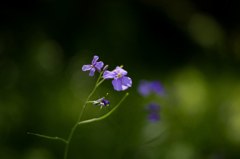 春の花達　3