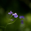 春の花達　3