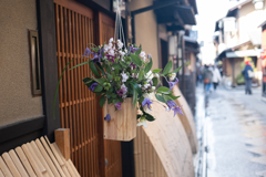 先斗町花祭り　1