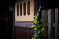 町屋の緑