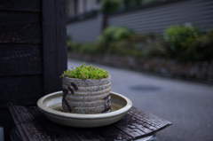 苔鉢