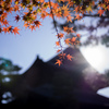建仁寺の秋