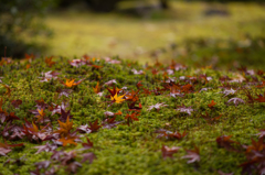 京都天龍寺　紅葉2