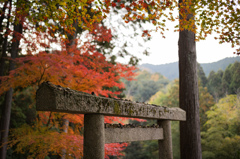 圓光寺　紅葉　18