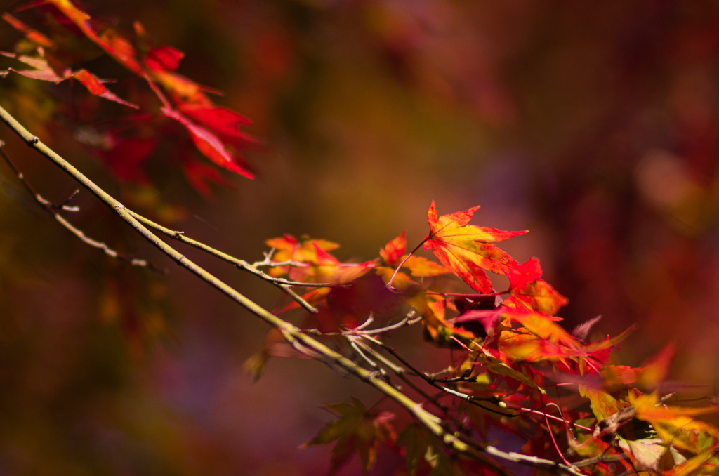 京都南禅寺　紅葉14