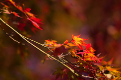 京都南禅寺　紅葉14