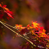 京都南禅寺　紅葉14