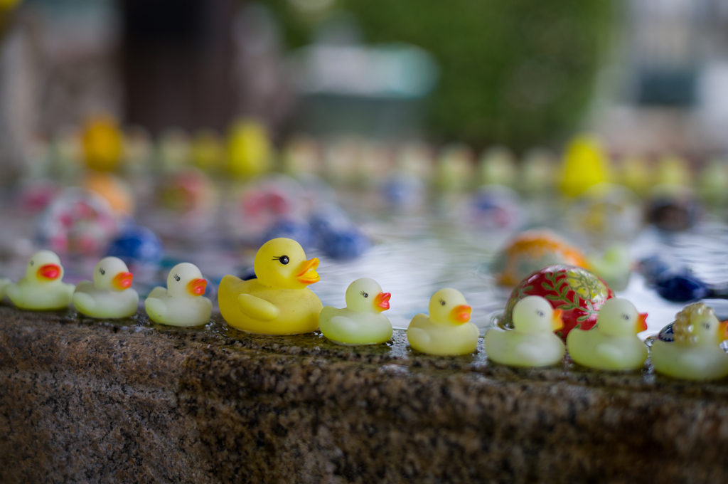 アヒルのコウシン