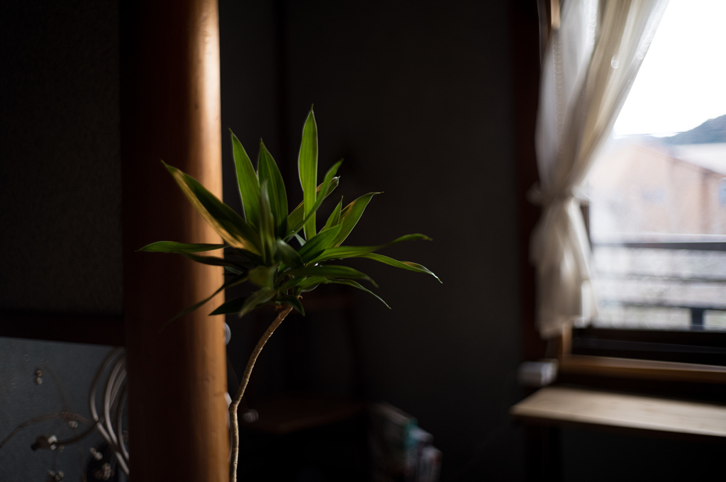 窓辺の緑