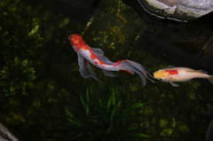 清水金魚
