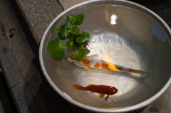 金魚と鯉