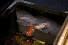 ぬるっとした水の表情