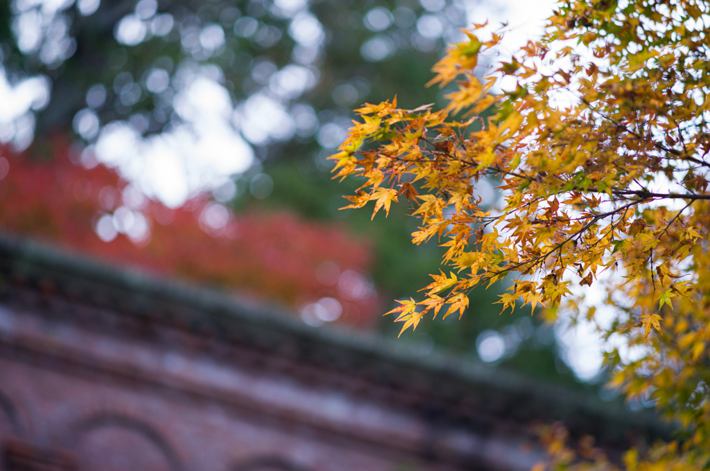 京都南禅寺　紅葉8