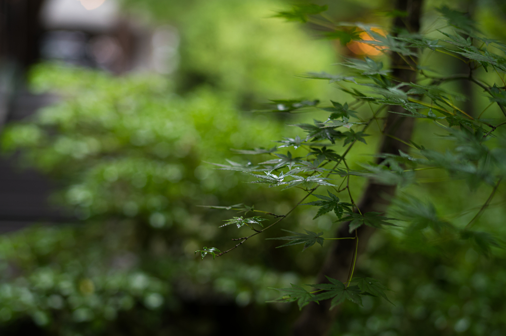 雨の青紅葉