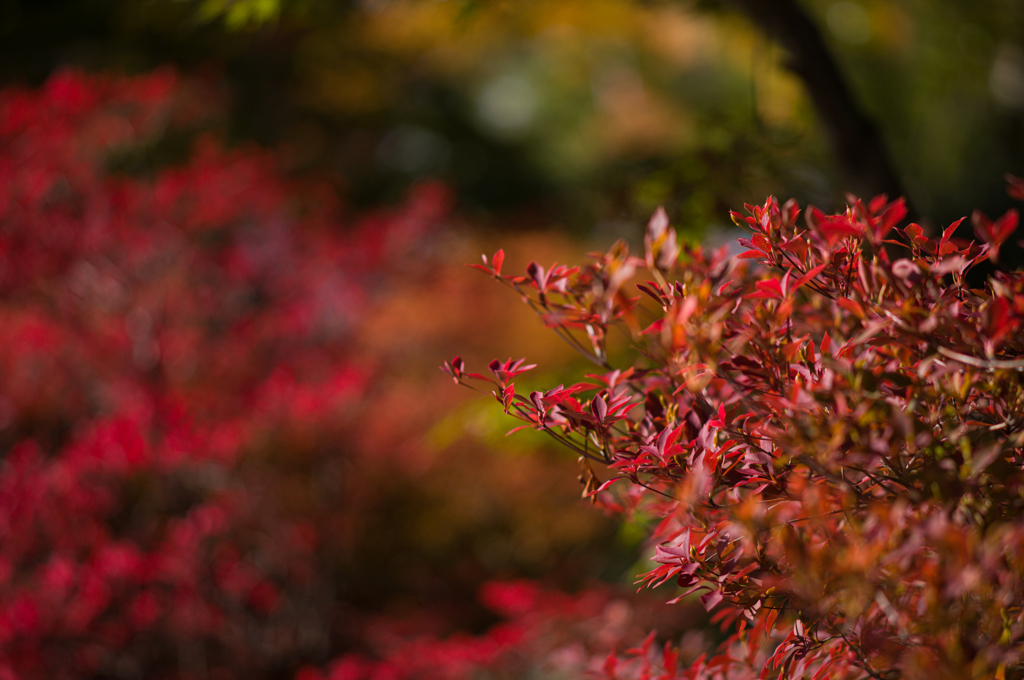 清水の紅葉　5