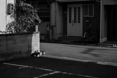 日向猫