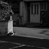 日向猫