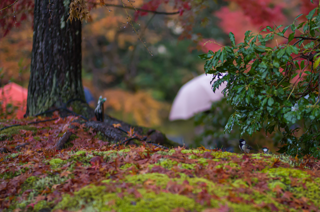京都嵯峨嵐山　宝巌院2