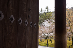 南禅寺の桜　1