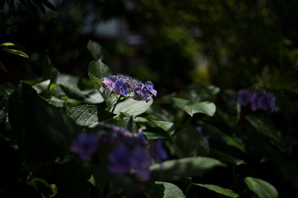 紫陽花