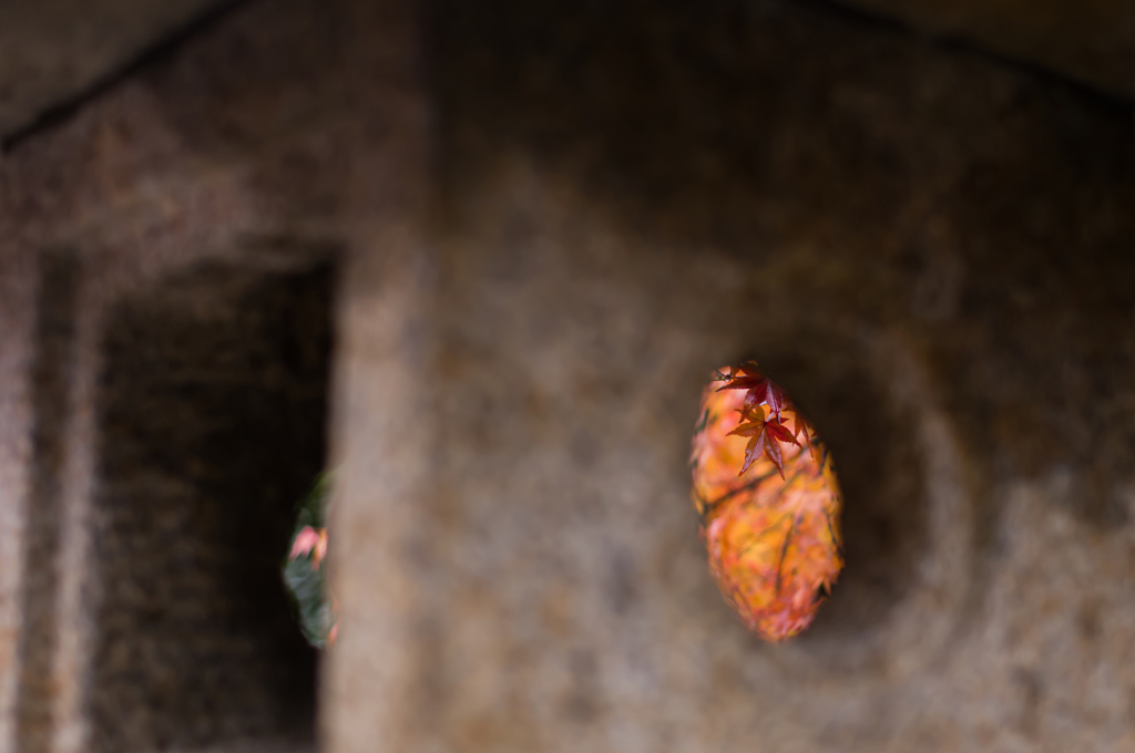 京都天龍寺　紅葉12
